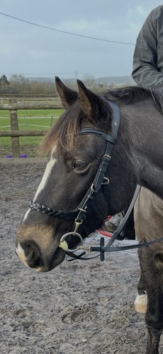Masego odessa multibridle - masego,