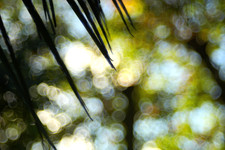 Meyer Optik Görlitz TRIOPLAN