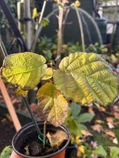 American Hazel nut Saplings , tree, nut, edible , garden, ornamental