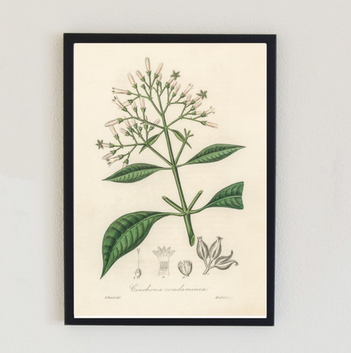 1896 vintage flower - vintage,
