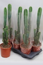 XXL Cereus 'Apple Cacti' Florida Established, Indoor / House Plant, 17cm Pot