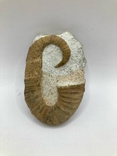 Heteromorph Ammonite Fossil