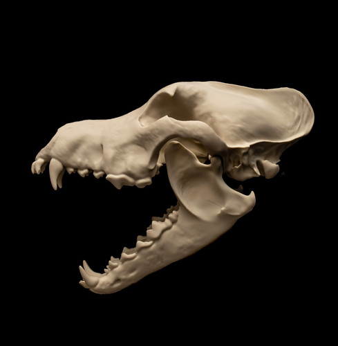 Dire wolf skull replica - wolf,