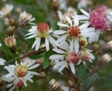 Aster lateriflorus 'Lady In