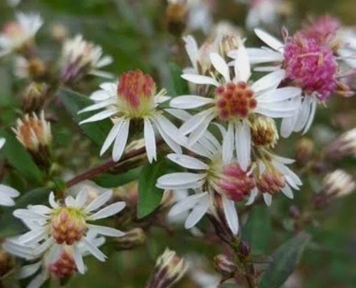 Aster lateriflorus lady in - 'lady,