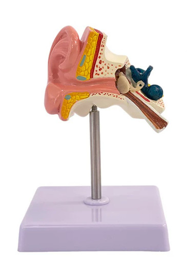 Human ear model anatomy - human,