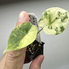 Alocasia Dragon Scale Albo