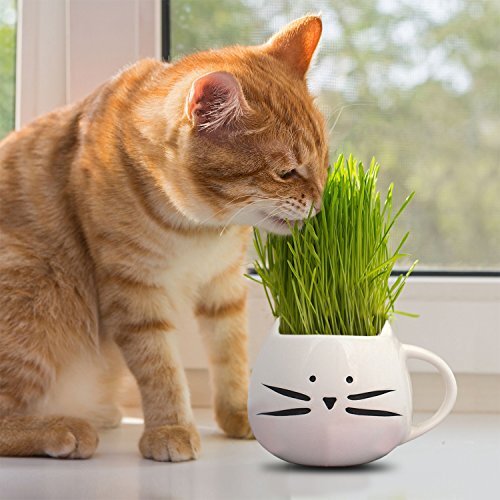 Cat grass seeds - heirloom, /