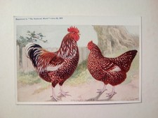 the feartherd world postcard
