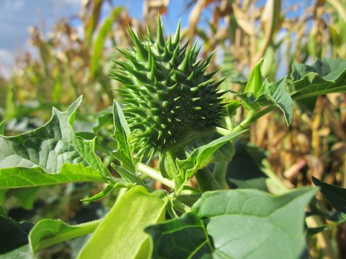 1000 datura thornapple - datura,