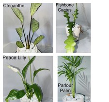 Plant combo fishbone - combo-,