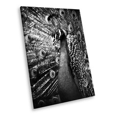 A141 Peacock Feathers Black White Animal Portrait Canvas Picture Print Wall Art