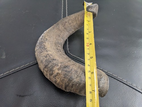 Welsh black rams horn - , for