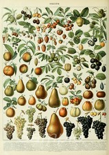 FRUITS CHART VINTAGE A2 POSTER
