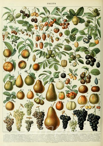 Vintage fruits chart - fruits,