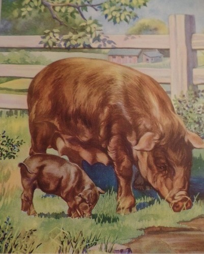 Duroc red hog pig - red,