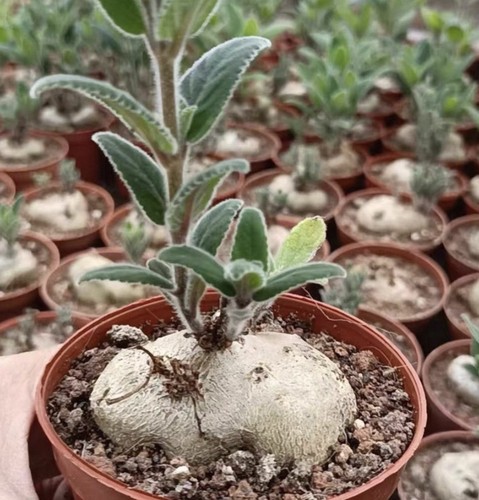 10cm live house plant - live,