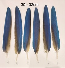 Parrot Macaw Feather Crafts
