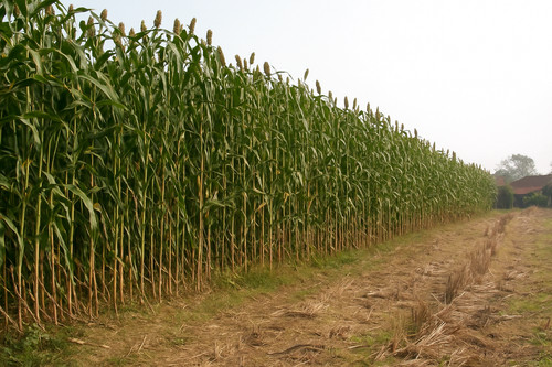Giant red sorghum - giant,