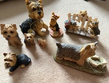 Yorkshire Terrier Dog Puppies