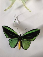 Ornithoptera Priamus Common