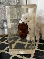 Lychee Stink Bug, display