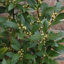 3 X LAURUS 'NOBILIS' EVERGREEN
