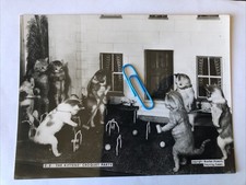 ‘The Kittens Croquet Party’ Bramber Museum Steyning Sussex Unposted Friths RPPC