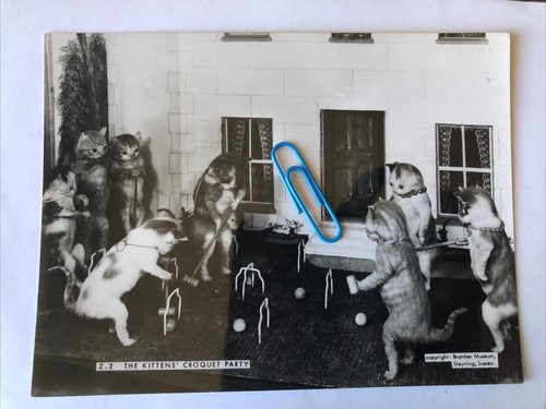 The kittens croquet - ‘the,