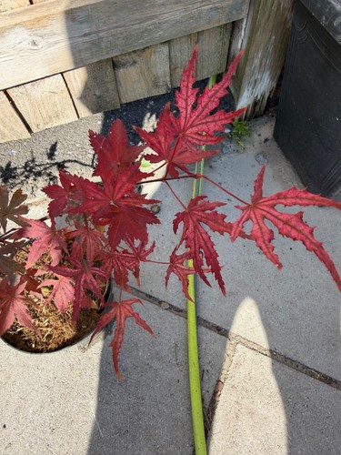 Acer palmatum uncle ghost rare - palmatum,