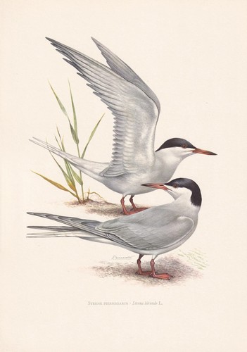 1960 common tern bird print - bird,
