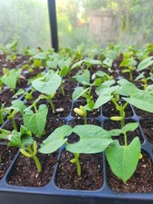 6x Climbing French Bean 'Blue