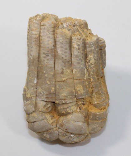 Crinoids encrinus - crinoids,,