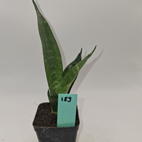 Sansevieria snake plant - snake,