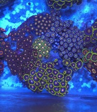 Zoa Garden  Wysiwyg Coral Soft