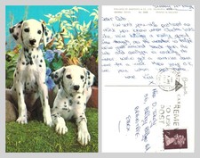 Postcard - Two Dalmatian