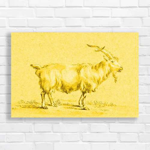 Charcoal drawing goat - drawing,