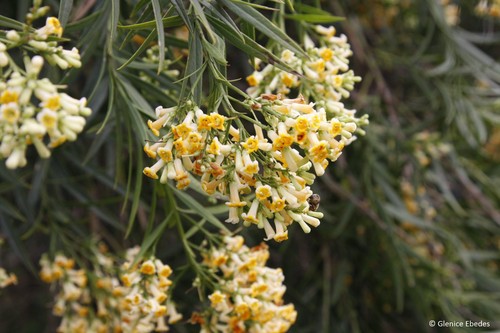 Freylinia lanceolata hardy - freylinia,