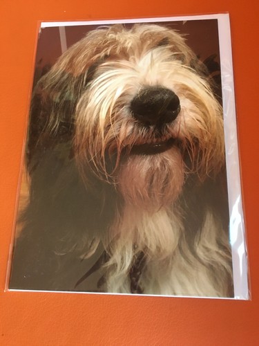 Photographic greetings card - photographic,