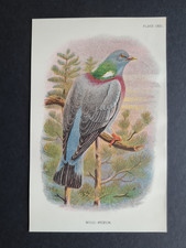 Antique (1894) print - Wood Pigeon - Birds - Ornithology
