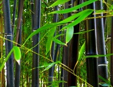 Phyllostachys nigra (Black Clumping Bamboo) 20 SEEDS •Rare Garden Plants Tree UK