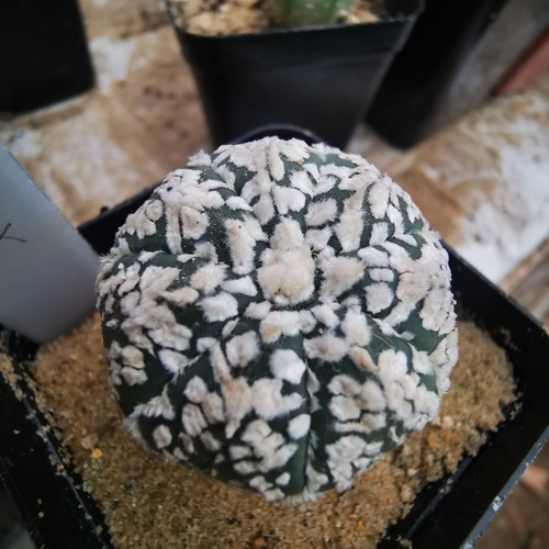 Astrophytum asterias super - astrophytum,