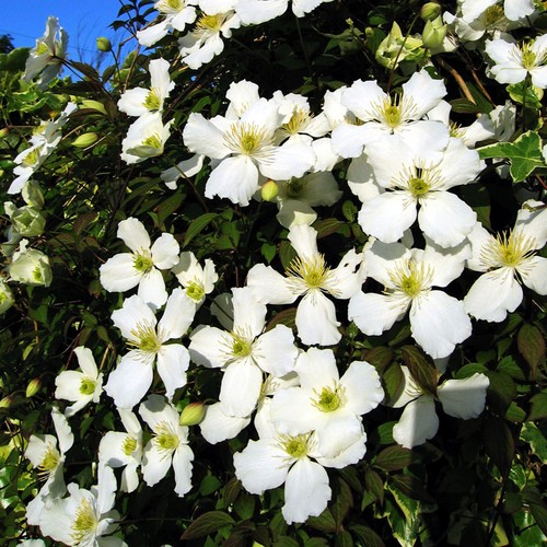 Clematis spooneri white - spooneri,