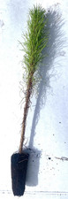 5 Monterey Pine - Pinus