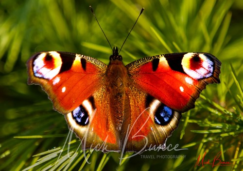 Wall art peacock - wall,
