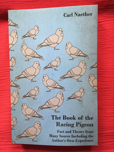 Racing pigeons naether pigeon - racing,