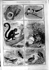 Old Antique Print 1864