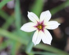 Sisyrinchium 'Blue-eyed