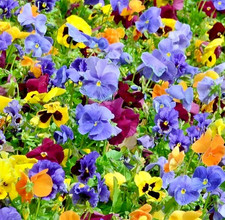 350x Viola Cornuta Bambini Mix