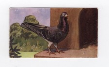 Speed cigarette card 1938. The